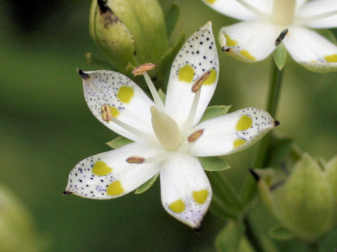 Swertia bimaculata