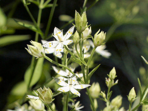 Swertia bimaculata