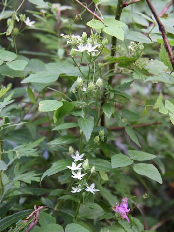 Swertia bimaculata