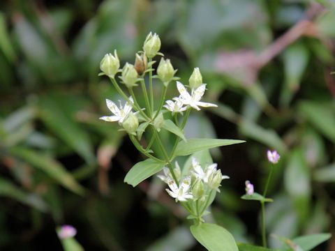 Swertia bimaculata