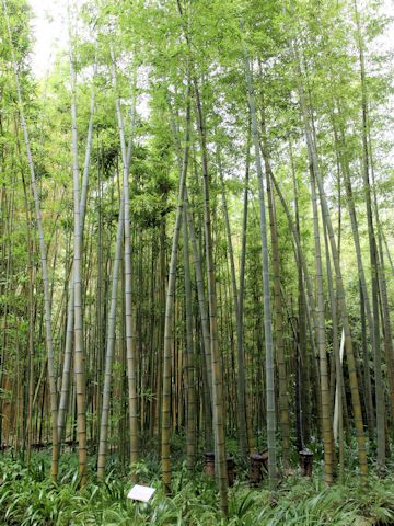 Phyllostachys heterocycla f. akebono