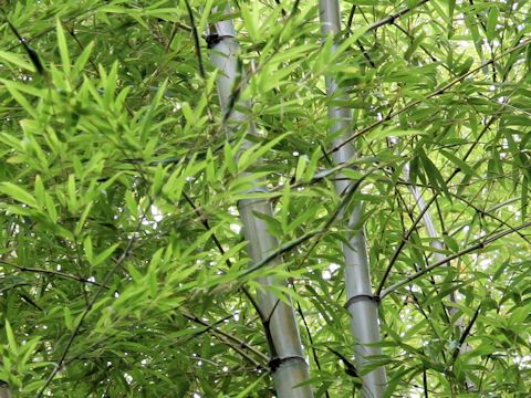 Phyllostachys heterocycla f. akebono