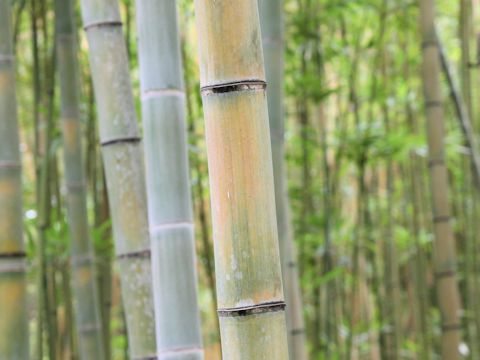 Phyllostachys heterocycla f. akebono