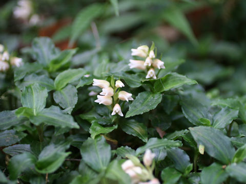 Goodyera foliosa var. maximowicziana