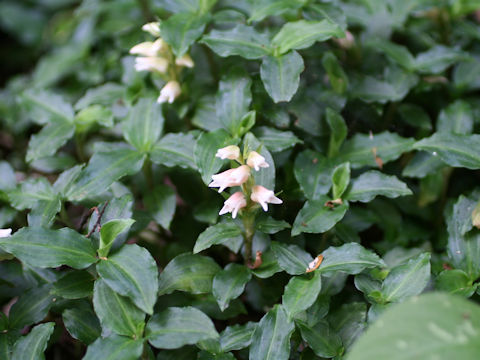 Goodyera foliosa var. maximowicziana