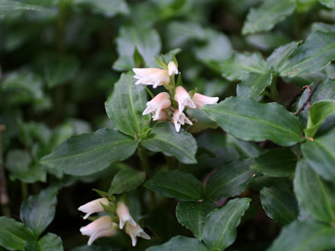 Goodyera foliosa var. maximowicziana