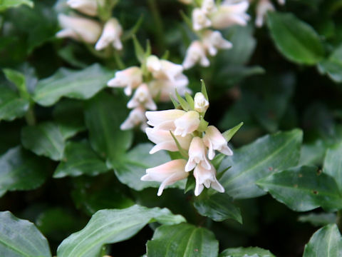 Goodyera foliosa var. maximowicziana