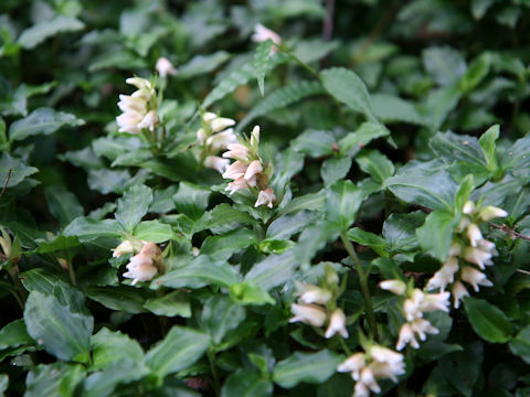 Goodyera foliosa var. maximowicziana