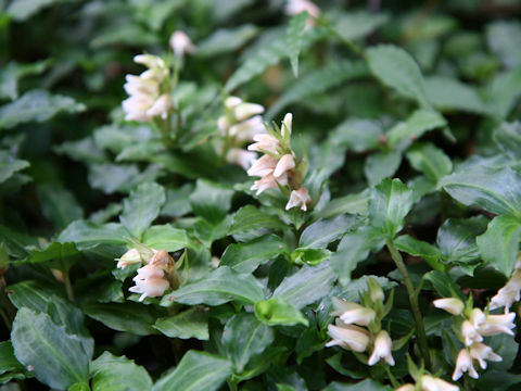 Goodyera foliosa var. maximowicziana