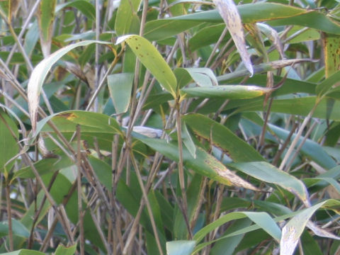 Pseudosasa japonica cv. Akebono-suji