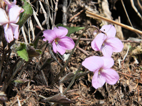 Viola rossii