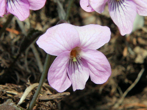 Viola rossii