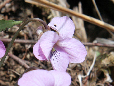 Viola rossii