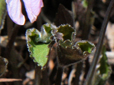 Viola rossii