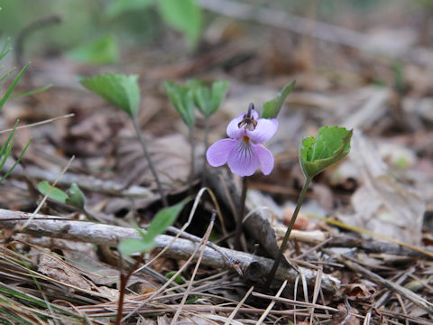 Viola rossii