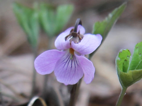 Viola rossii