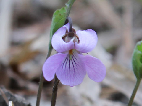 Viola rossii