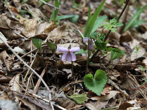 Viola rossii