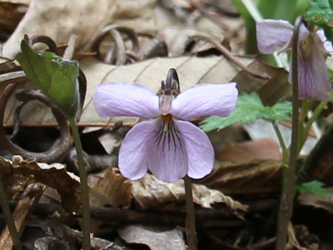 Viola rossii