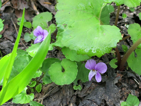 Viola rossii