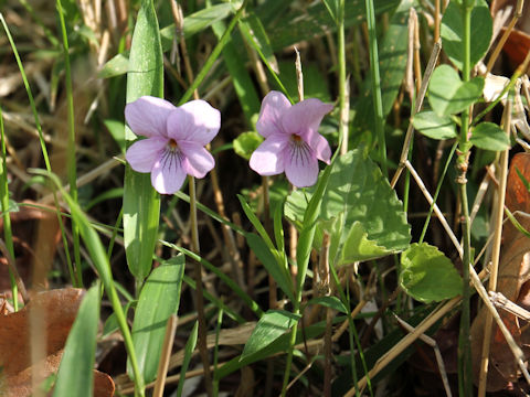 Viola rossii