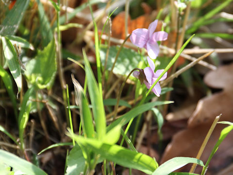 Viola rossii