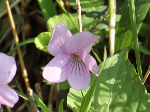 Viola rossii