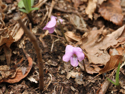 Viola rossii