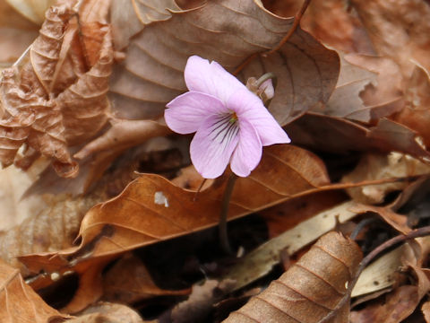 Viola rossii