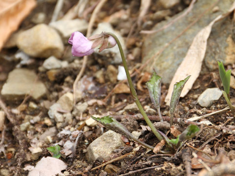 Viola rossii