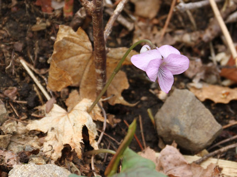 Viola rossii