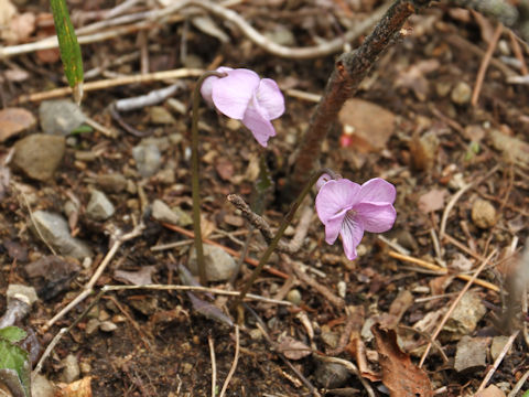 Viola rossii