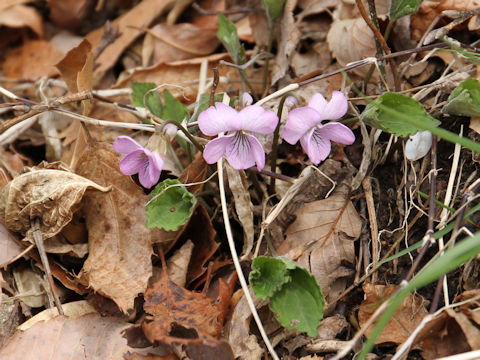 Viola rossii