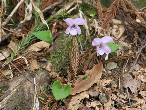 Viola rossii