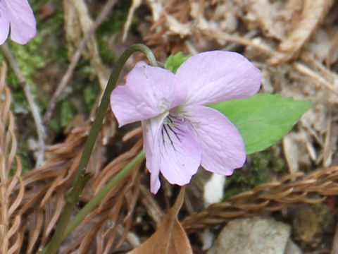 Viola rossii