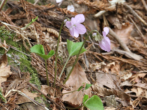 Viola rossii