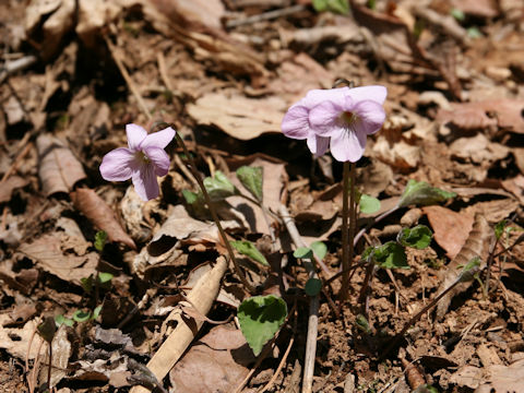 Viola rossii