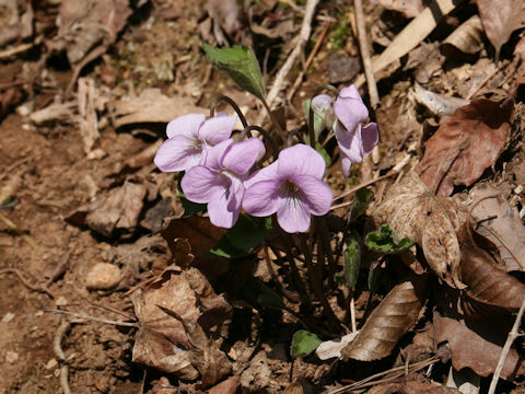 Viola rossii