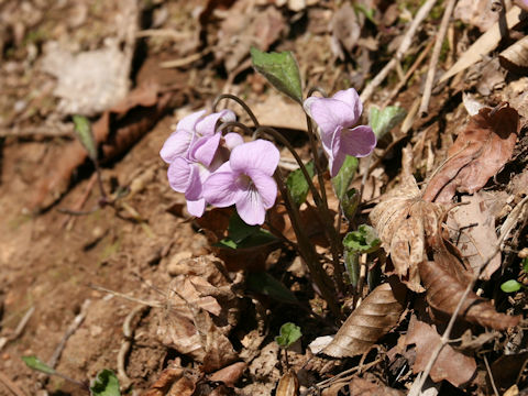 Viola rossii