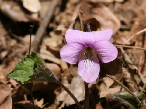 Viola rossii