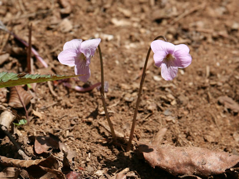 Viola rossii