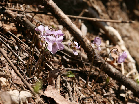 Viola rossii