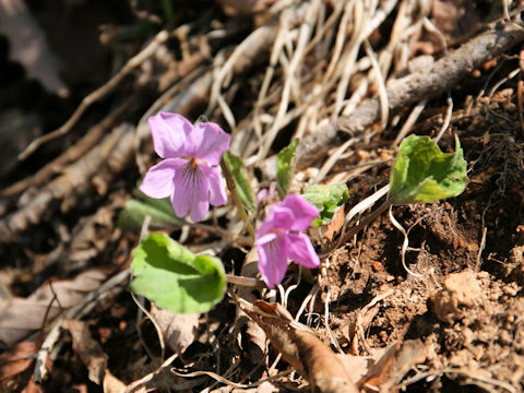 Viola rossii