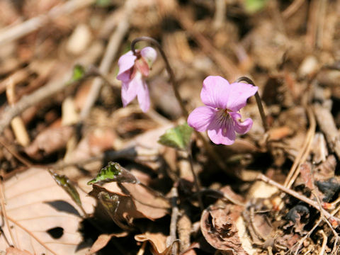 Viola rossii