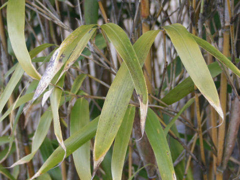 Pseudosasa japonica cv. Akebono