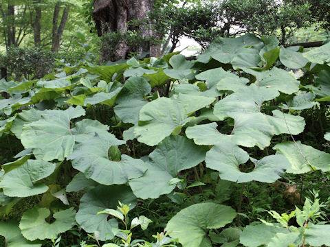 Petasites japonicus ssp. giganteus