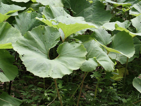 Petasites japonicus ssp. giganteus