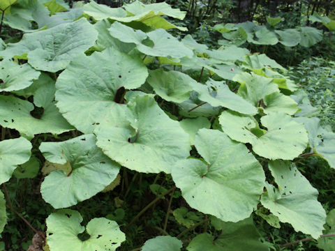 Petasites japonicus ssp. giganteus