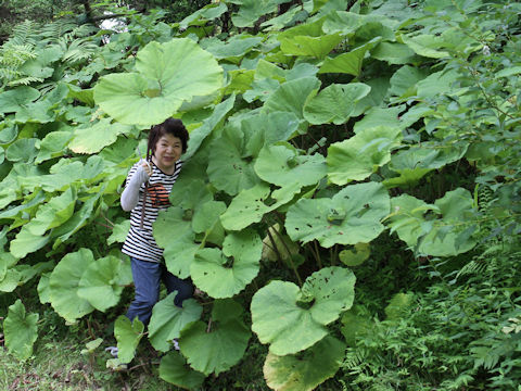 Petasites japonicus ssp. giganteus