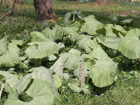 Petasites japonicus ssp. giganteus